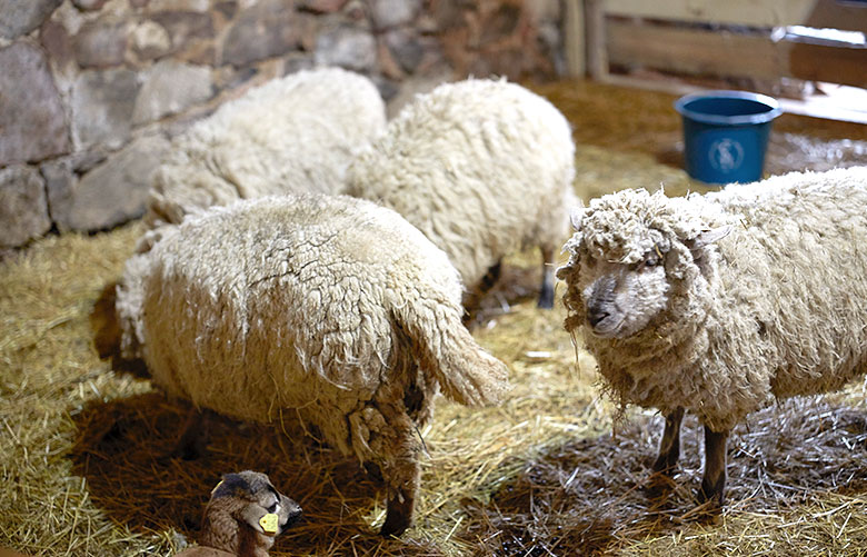 Kinderprojekt Die Arche: Schafe (Foto)